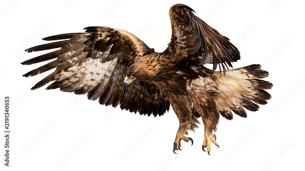 Obraz premium Majestic golden eagle in flight with wings spread wide and sharp talons extended