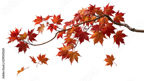 Obraz na płótnie Vibrant red and orange Japanese maple tree branch with falling autumn leaves