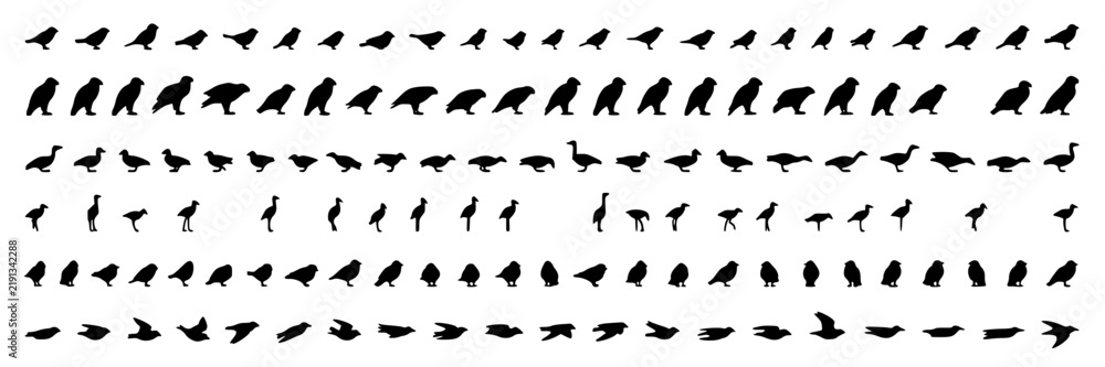 Fototapeta premium Bird Silhouettes Set, Diverse Avian Shapes, Minimalist Design, Vector Icons, Wildlife Illustration, Nature Concept.