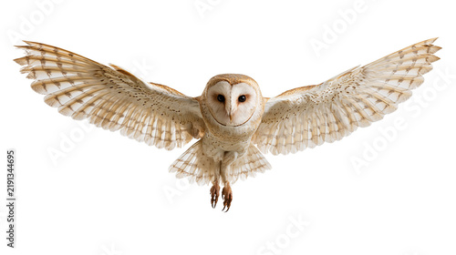 Cuadro en lienzo Barn owl flying with wings spread wide in mid-air