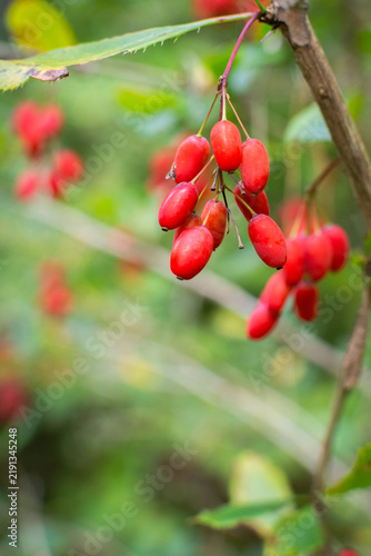 Принти на полотні Ripe red barberry berries hanging on branch in autumn garden