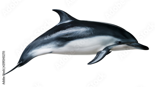 Photography Common dolphin swimming with sleek black and white skin pattern