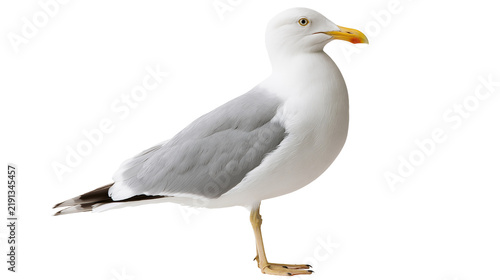 Fotografía European herring gull standing in profile with white plumage and yellow beak