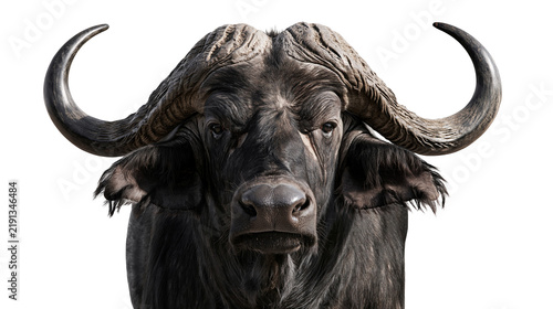 Photography Close up portrait of an African buffalo with large curved horns