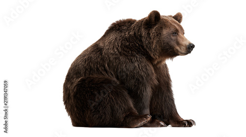 Bild auf Leinwand Large brown grizzly bear sitting in profile view