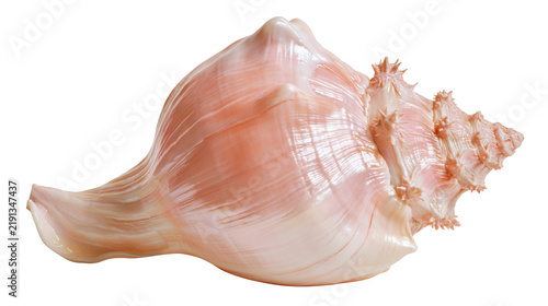 Foto Large pink conch seashell with spiral structure and textured spiky surface