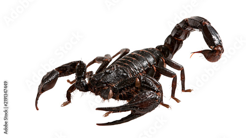 фотографія Large black emperor scorpion with curved tail and sharp pincers