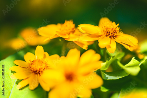 Botanical Macro Series : Close up view of vivid yellow butter daisy melampodium flowers in full bloom with detailed stamens and petals.