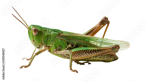 Foto Bright green grasshopper with detailed wings and long antennae