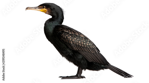 Obraz na plátně Great cormorant standing in profile with black feathers and yellow beak