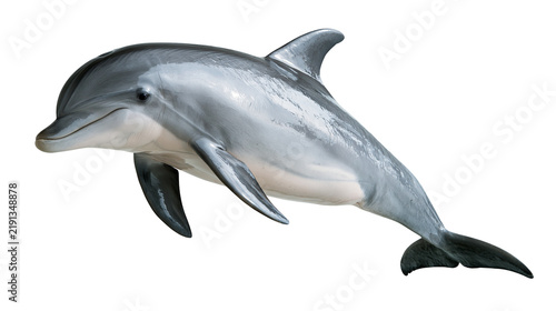Photography Common bottlenose dolphin swimming with smooth grey skin and dorsal fin