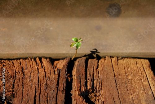 Obraz na plátně Close-up shot of a tiny green sprout growing between a wooden railway tie and st