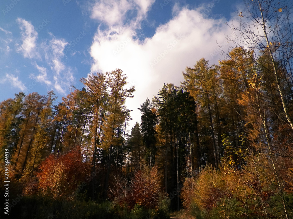 Fototapeta premium Sunny day in autumnal forest in Northern Poland.