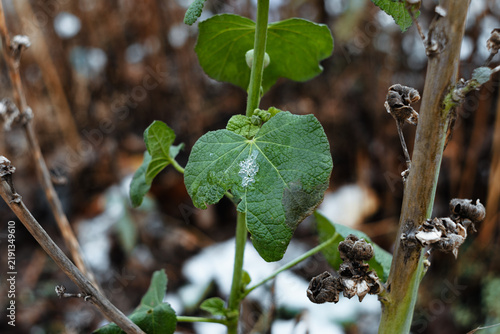 Foto Close-up of green hibiscus plant leaves with small patches of snow in winter