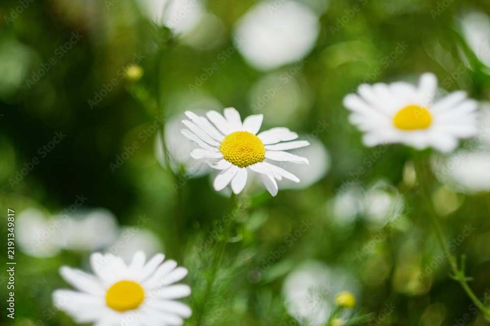Obraz premium Close-up of fresh white daisy flowers blooming in a green garden during spring