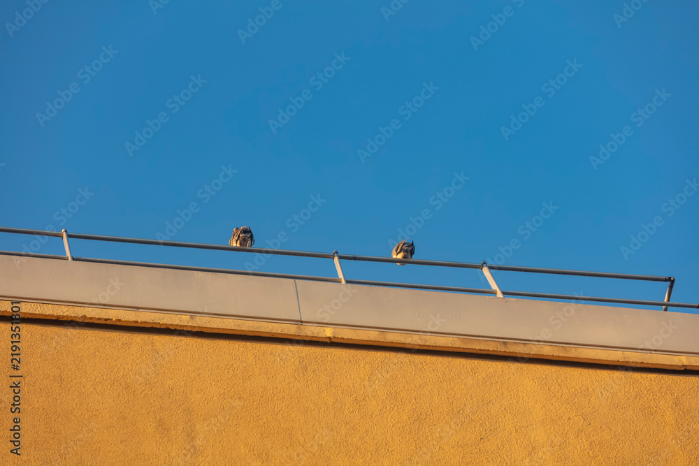 Obraz premium corbeau et pigeons posés sur toit d'immeuble