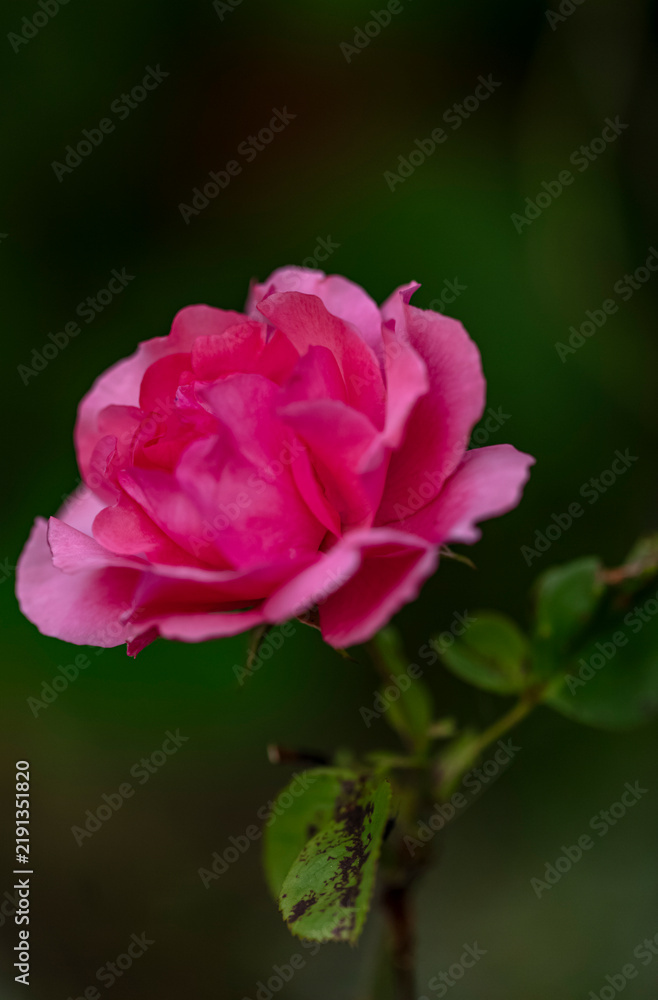 Fototapeta premium Fleur rose de couleur rose 