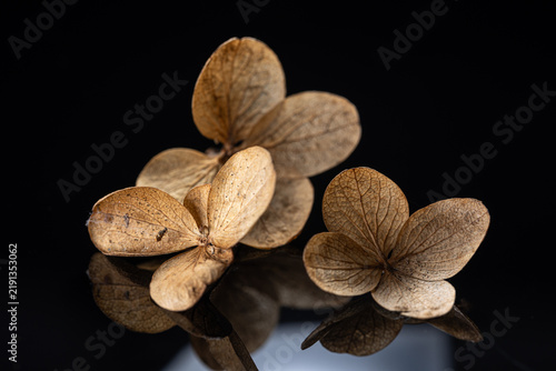 Dried hydrangea petals showcasing intricate textures and warm brown tones, casting reflections on a glossy dark surface, symbolizing fragility, natural beauty, and the cycle of life