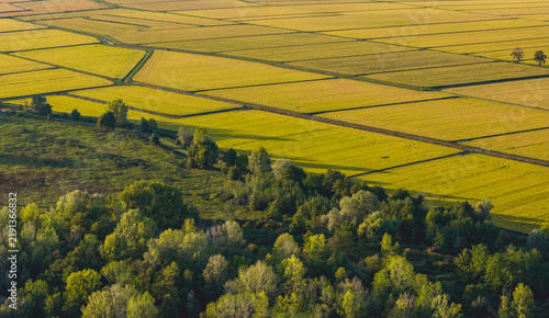 Aerial view of geometric agricultural fields and lush tree lines illuminated by low evening sunlight in Trino, Piedmont, Italy.