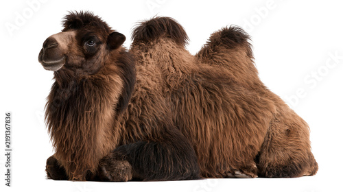 Fotografía Bactrian camel with thick brown fur resting in a sitting position