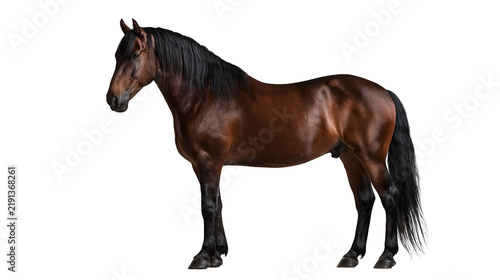 Fotografía Dark brown stallion horse with black mane and tail standing in profile