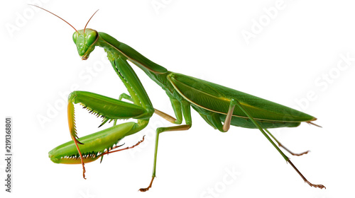 Bright green praying mantis insect with long antennae and spiny raptorial legs