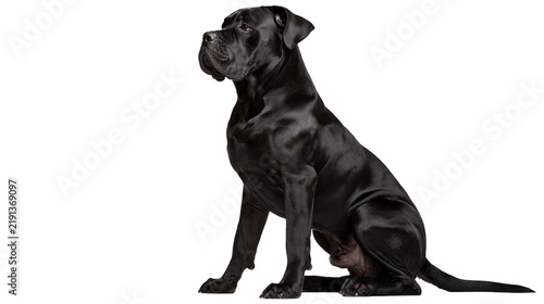 Bild auf Leinwand Black Cane Corso dog sitting in profile view