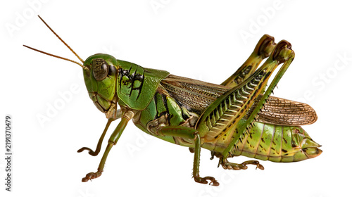 Foto Green grasshopper with detailed wings and long antennae side view