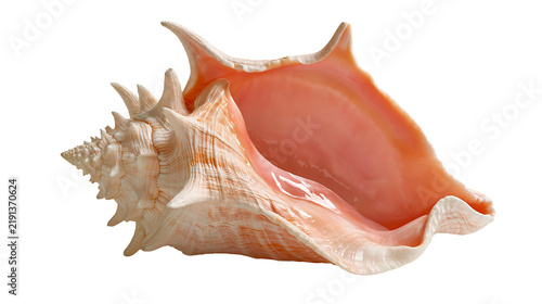 Quadro su tela Large pink queen conch seashell with spiral structure and smooth glossy interior