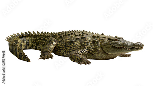 Large green Nile crocodile with textured scaly skin and sharp teeth