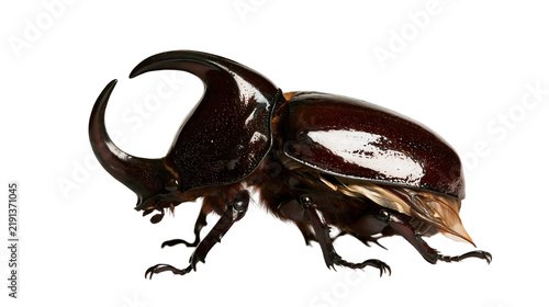 Foto Large dark brown rhinoceros beetle with prominent curved horn and shiny shell