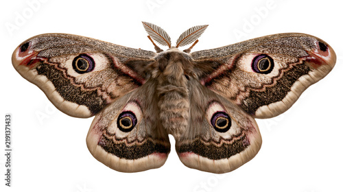 Foto Giant peacock moth with detailed brown patterned wings and feathery antennae