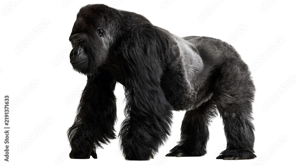 Fototapeta premium Large silverback gorilla standing in profile with thick black fur