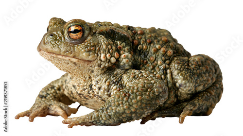 Bild auf Leinwand Common European toad with bumpy textured skin and bright orange eyes