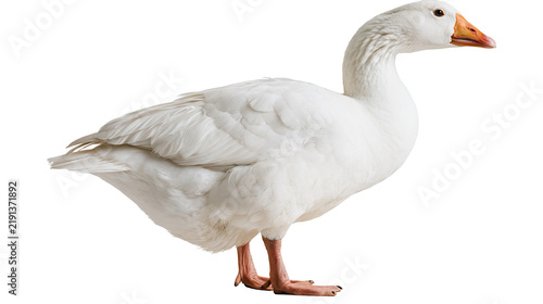 Принти на полотні Full body side view of a white domestic goose with an orange beak and webbed fee