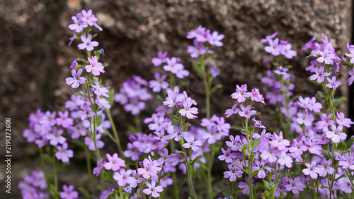 Purple Aubrieta flowers blooming against a stone wall, creating a vibrant spring garden display