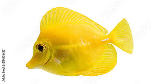 Obraz na plátně Bright yellow Zebrasoma flavescens tang fish with translucent fins