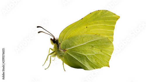 Quadro su tela Common brimstone butterfly with vibrant lime green wings and delicate veins