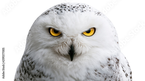 Принти на полотні Close up portrait of a snowy owl with intense yellow eyes and white spotted feat
