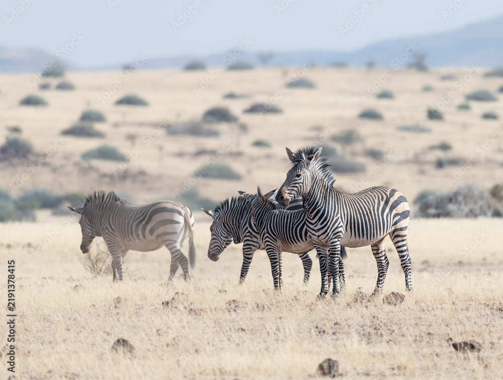 Obraz premium Mountain Zebra in Damaraland, Namibia, Africa