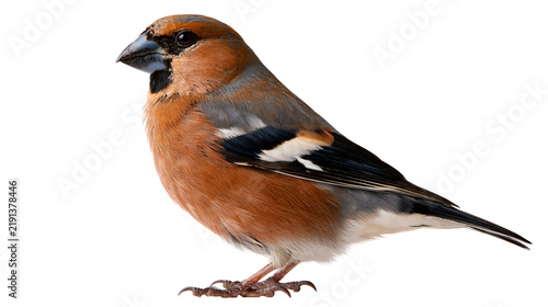 Obraz na plátne Male Eurasian bullfinch with orange breast and black cap standing in profile