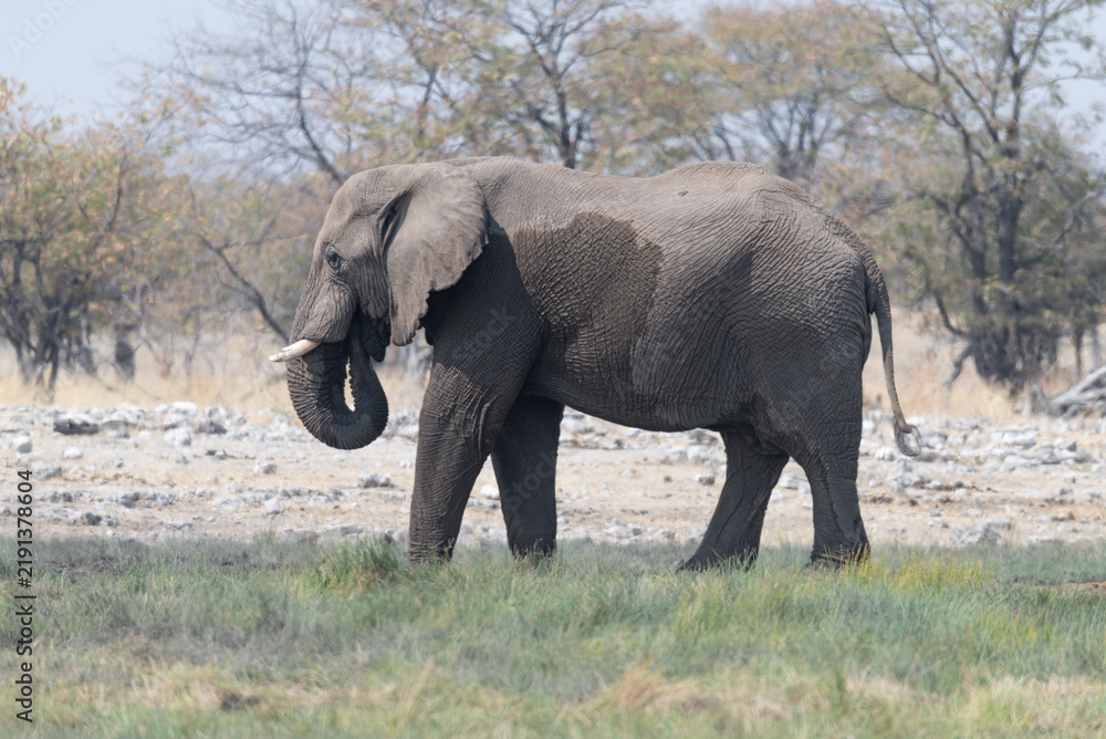 Fototapeta premium African Elephant eating in Etosha National Park, Namibia, Africa