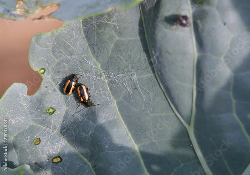 Konstfotografi Close-up of the cabbage flea beetle Phyllotreta nemorum, eating a cabbage leaf