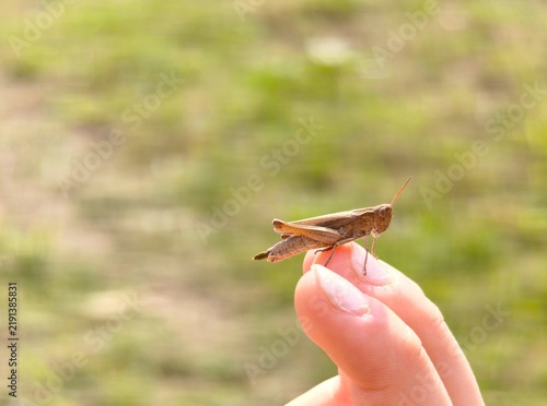 Bild auf Leinwand Brown grasshopper defecating while sitting on a human finger