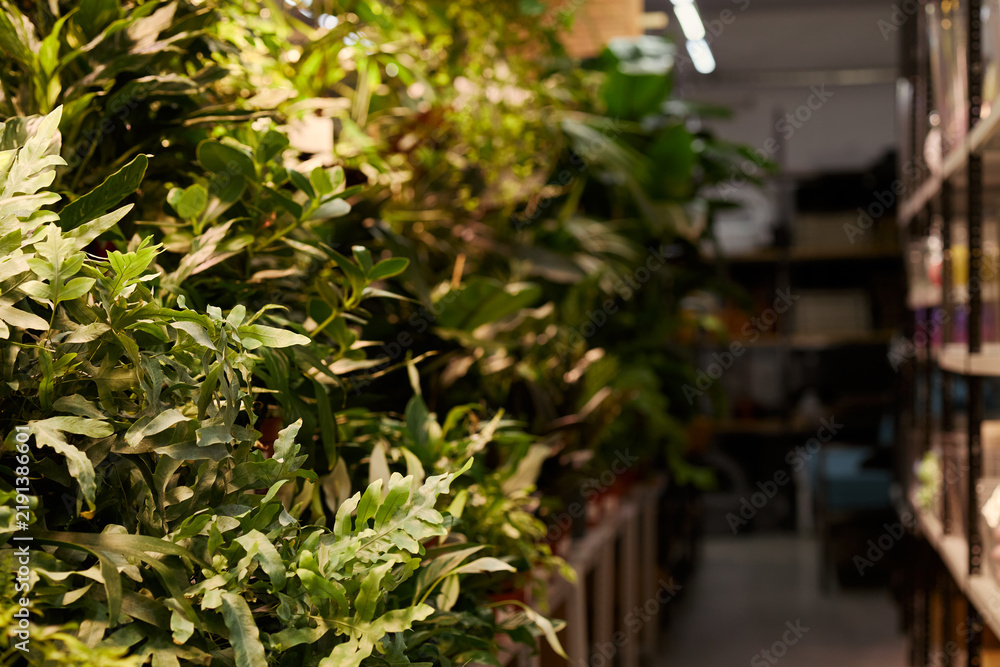 Obraz premium Green house plants growing on shelves inside modern flower shop, representing urban gardening concept. Suitable for retail marketing, floristry business and botanical banner