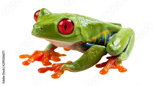 Fotografie Vibrant red-eyed tree frog with bright green skin and orange webbed feet