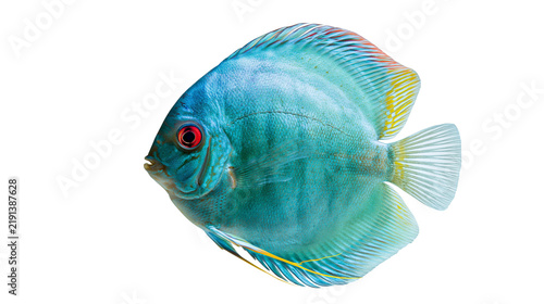 Obraz na plátne Vibrant blue discus fish with red eye and yellow fin accents