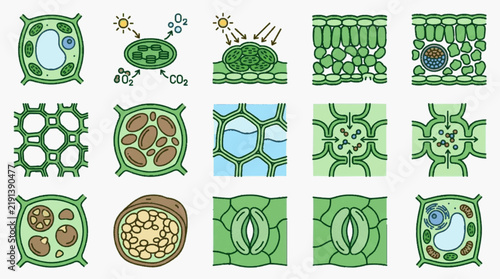 Comprehensive collection of botanical vector icons illustrating plant cell anatomy, photosynthesis process, stomata functions, chloroplasts, leaf tissue layers, and molecular transport.