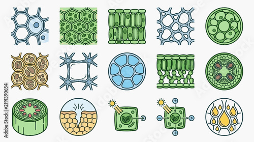 Botanical Science Icons Set Featuring Plant Cell Anatomy, Tissue Structures, Chloroplasts, Photosynthesis Process, Stomata, Xylem, Phloem, and Epidermal Layers for Biological Education