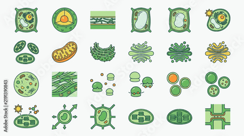 Comprehensive collection of plant cell biology icons featuring organelles like mitochondria, chloroplasts, Golgi apparatus, nucleus, cell wall, and vacuole in a flat vector style.